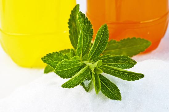 Stevia: kuva kasvista